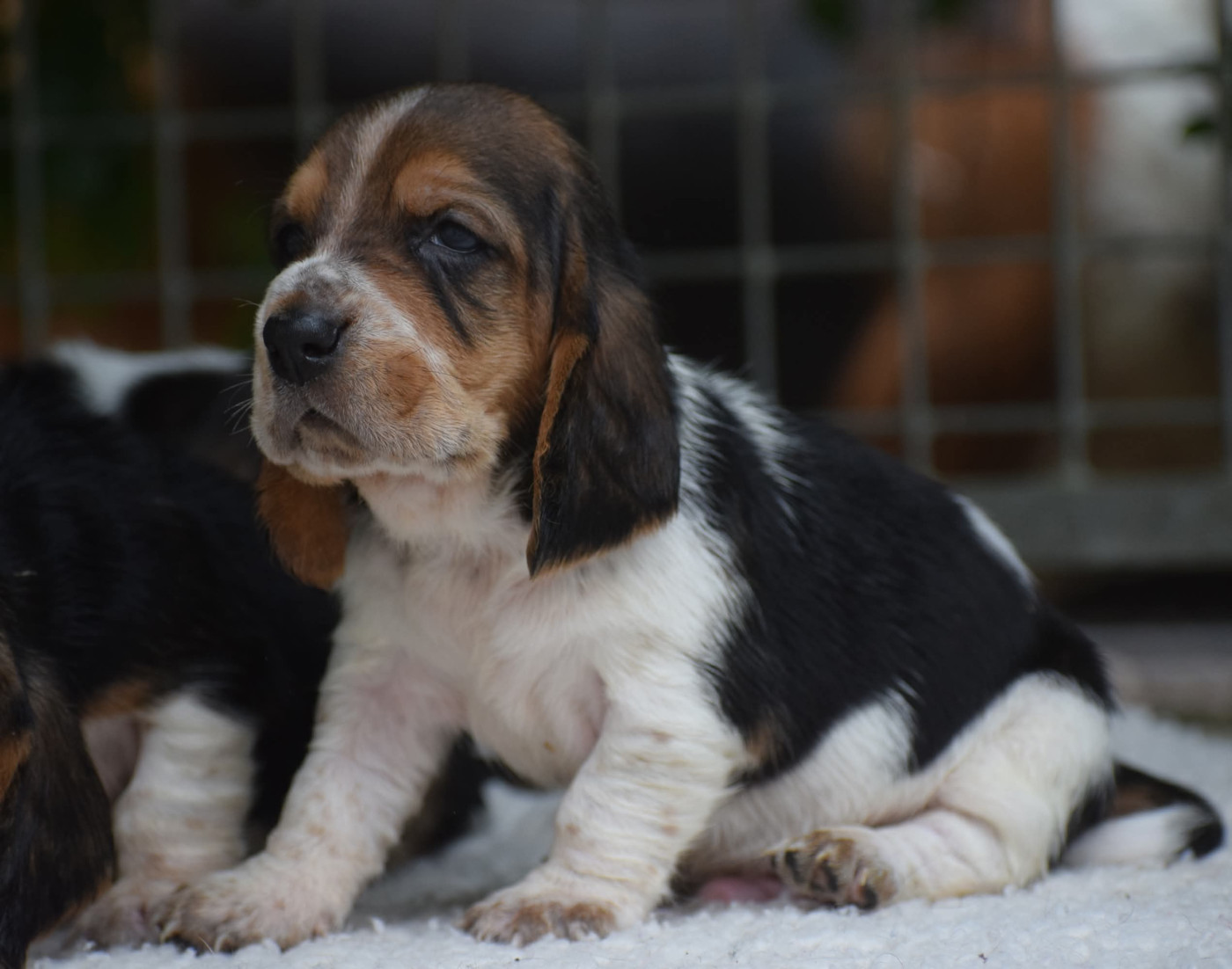 des Cotes de la Saunade - Chiots disponibles - Basset Hound