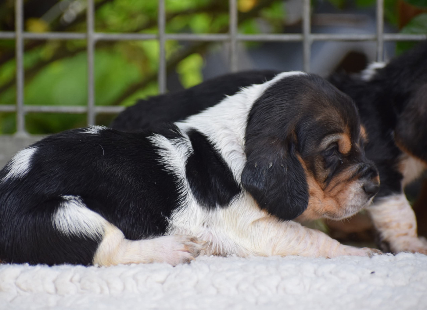 des Cotes de la Saunade - Chiots disponibles - Basset Hound