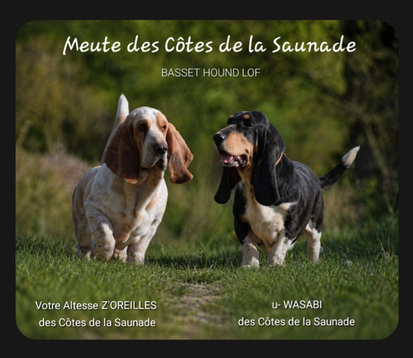 des Cotes de la Saunade - Basset Hound - Portée née le 19/06/2026