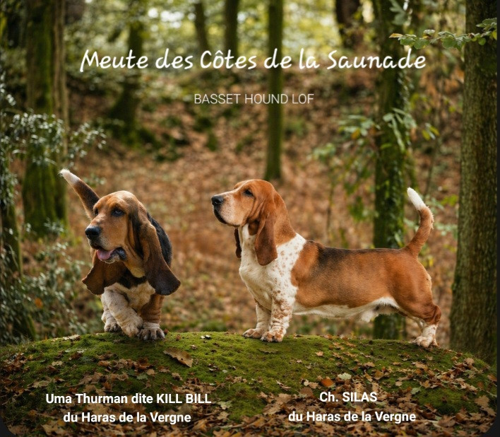 des Cotes de la Saunade - Basset Hound - Portée née le 10/05/2026