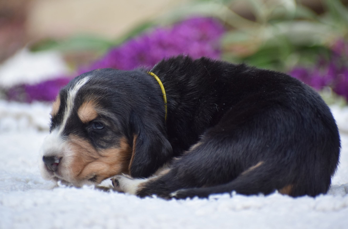 des Cotes de la Saunade - Chiots disponibles - Basset Hound