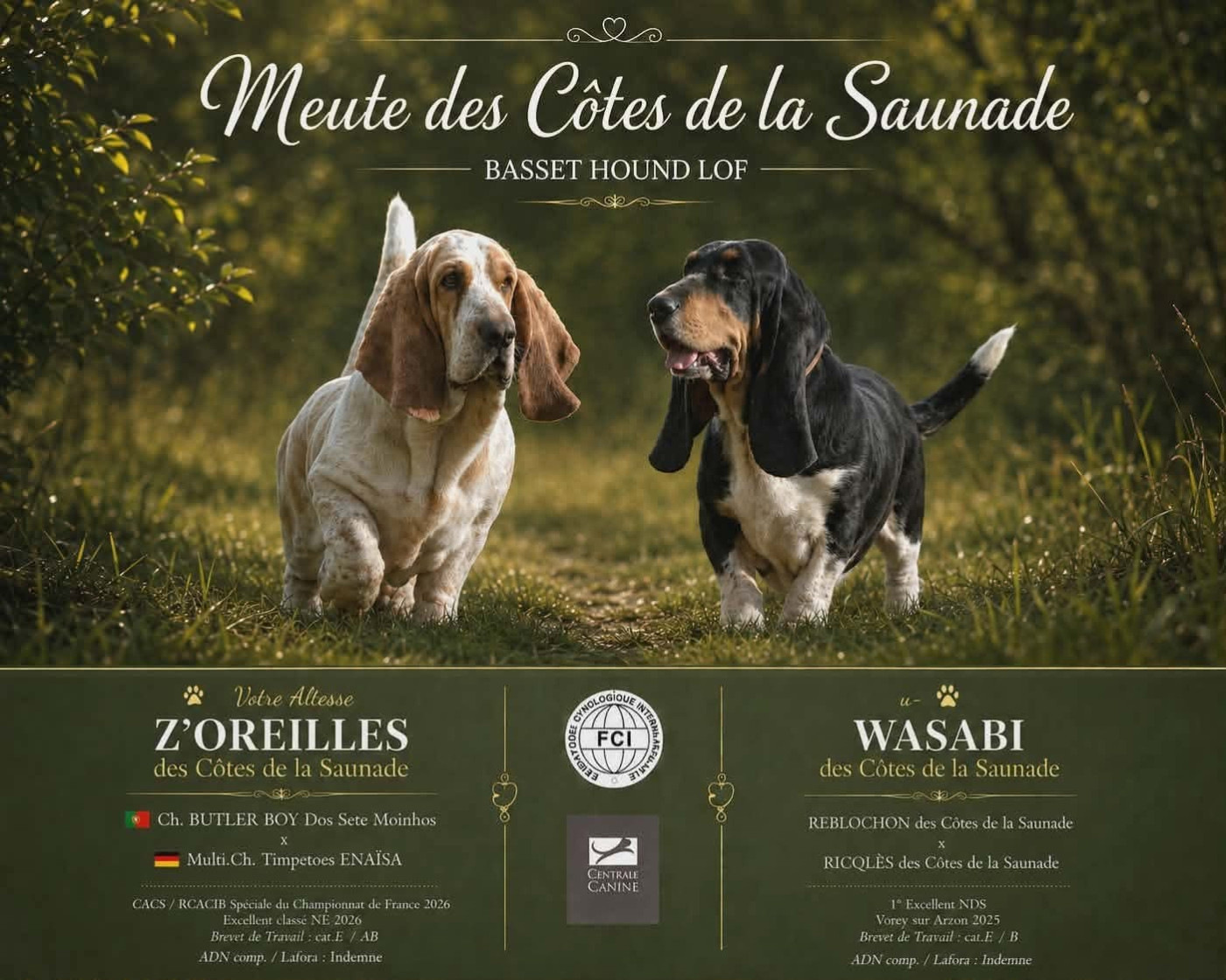 Chiot Basset Hound des Cotes de la Saunade