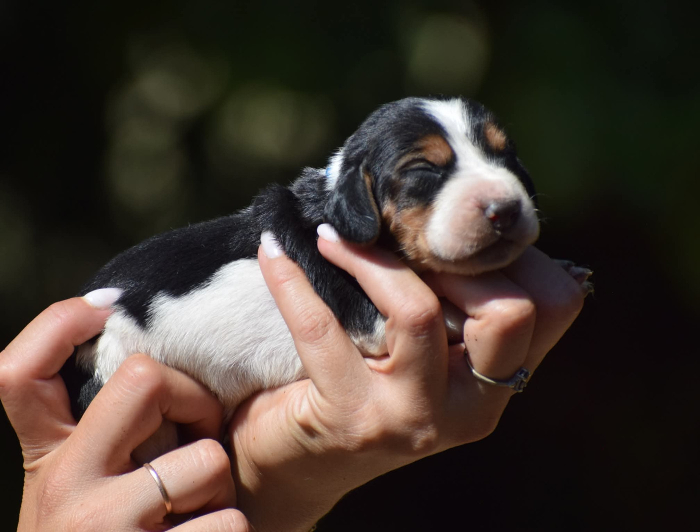 des Cotes de la Saunade - Chiots disponibles - Basset Hound