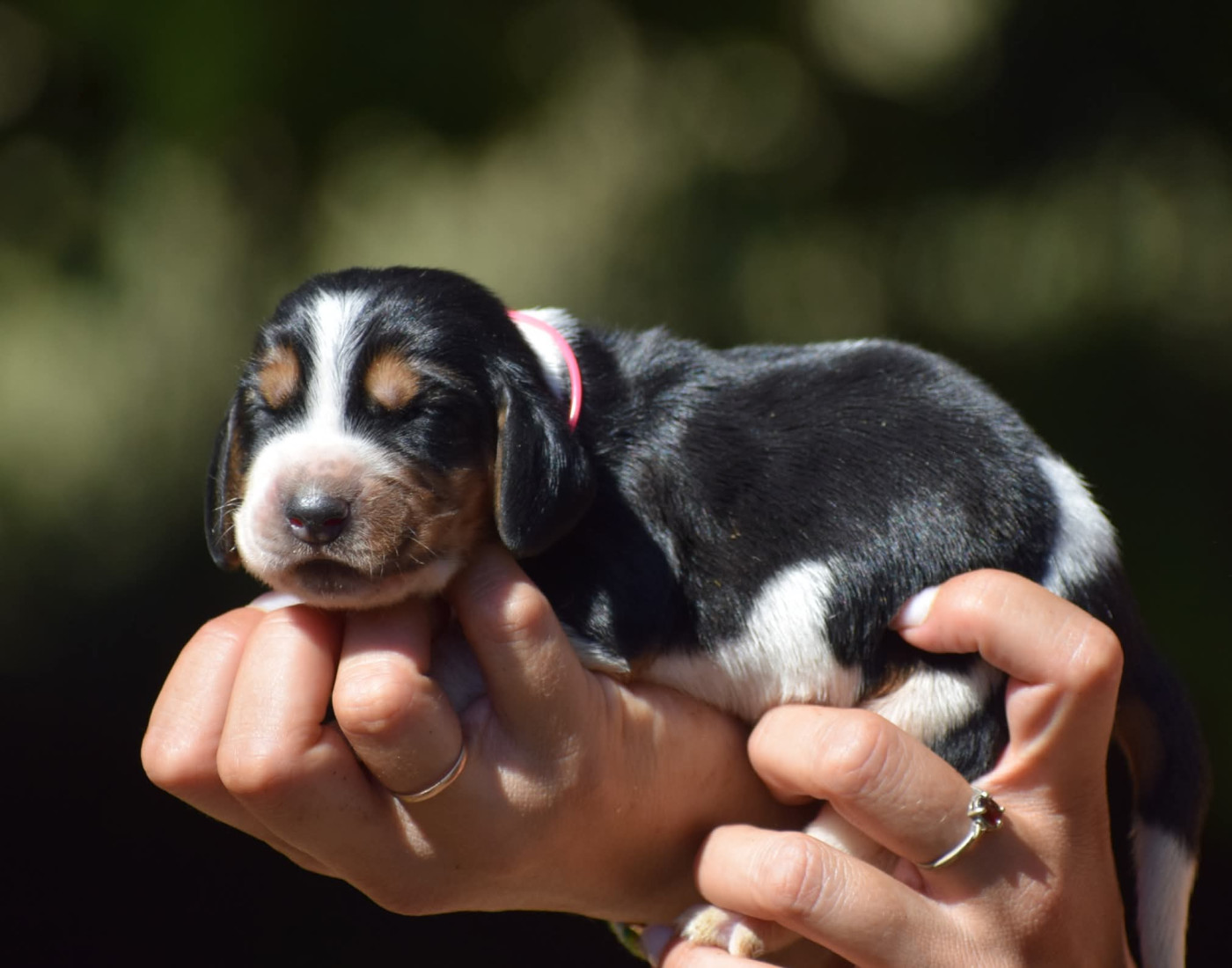des Cotes de la Saunade - Chiots disponibles - Basset Hound