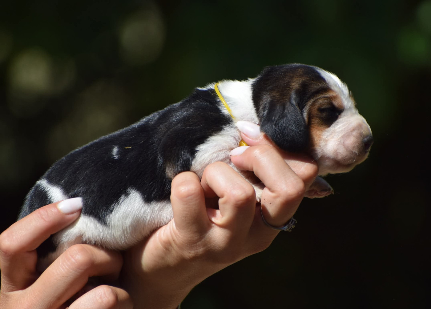 des Cotes de la Saunade - Chiots disponibles - Basset Hound