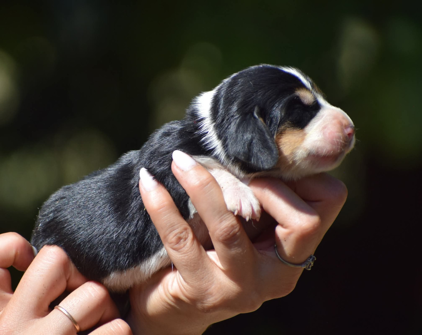 des Cotes de la Saunade - Chiots disponibles - Basset Hound