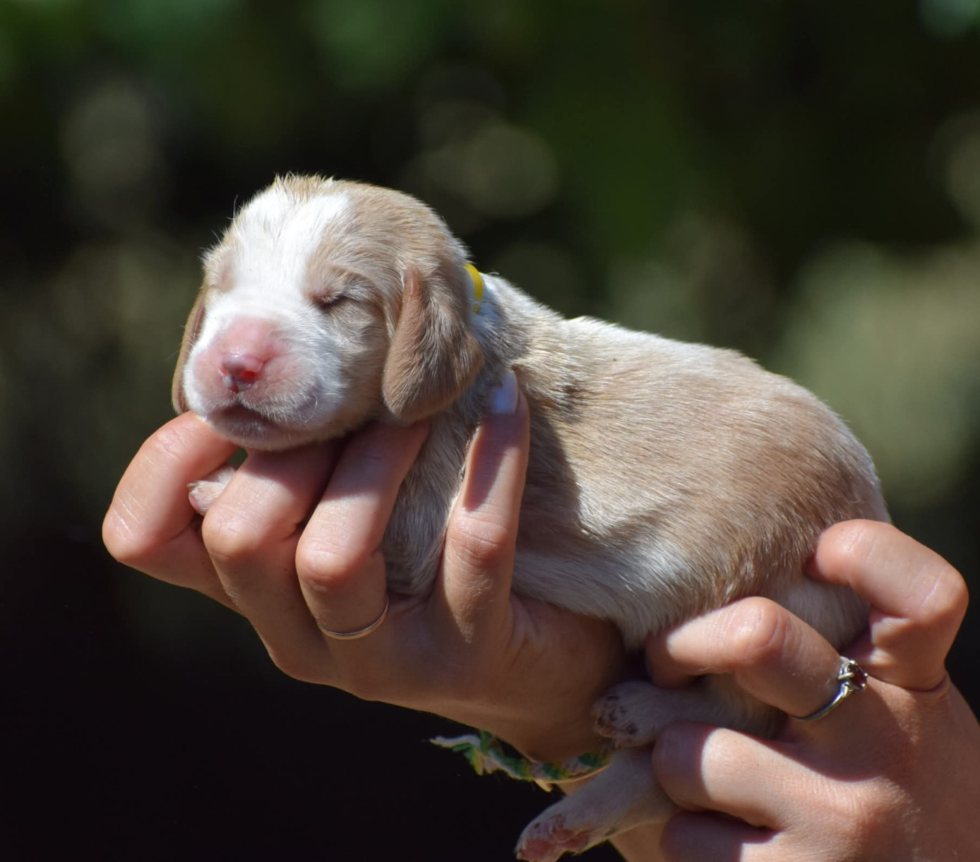 des Cotes de la Saunade - Chiots disponibles - Basset Hound