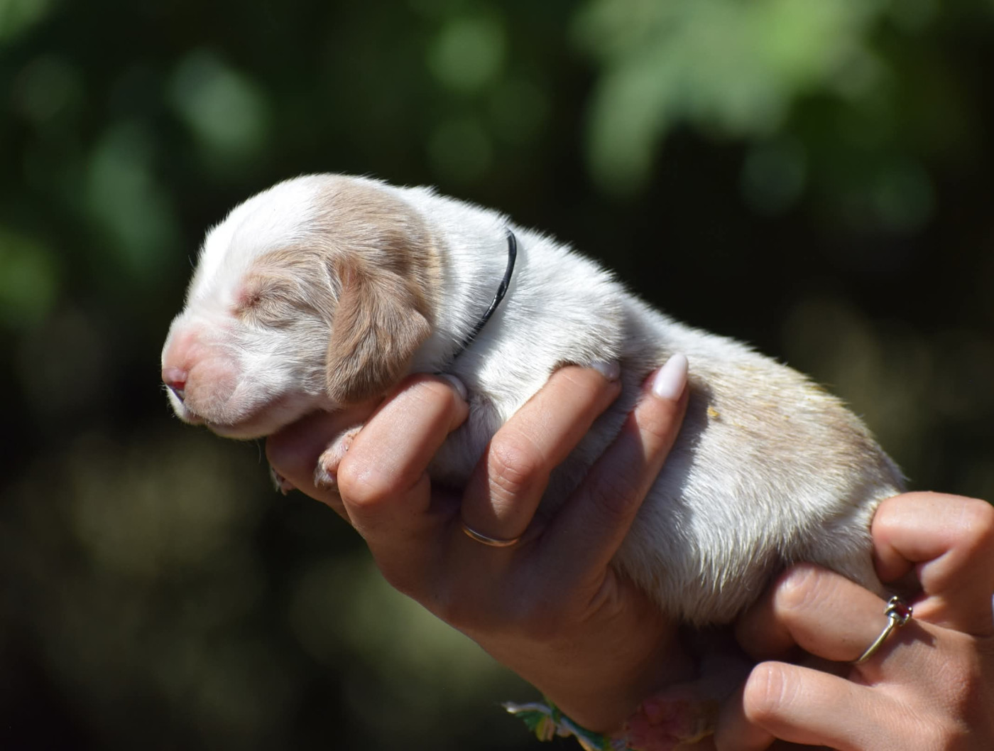 des Cotes de la Saunade - Chiots disponibles - Basset Hound