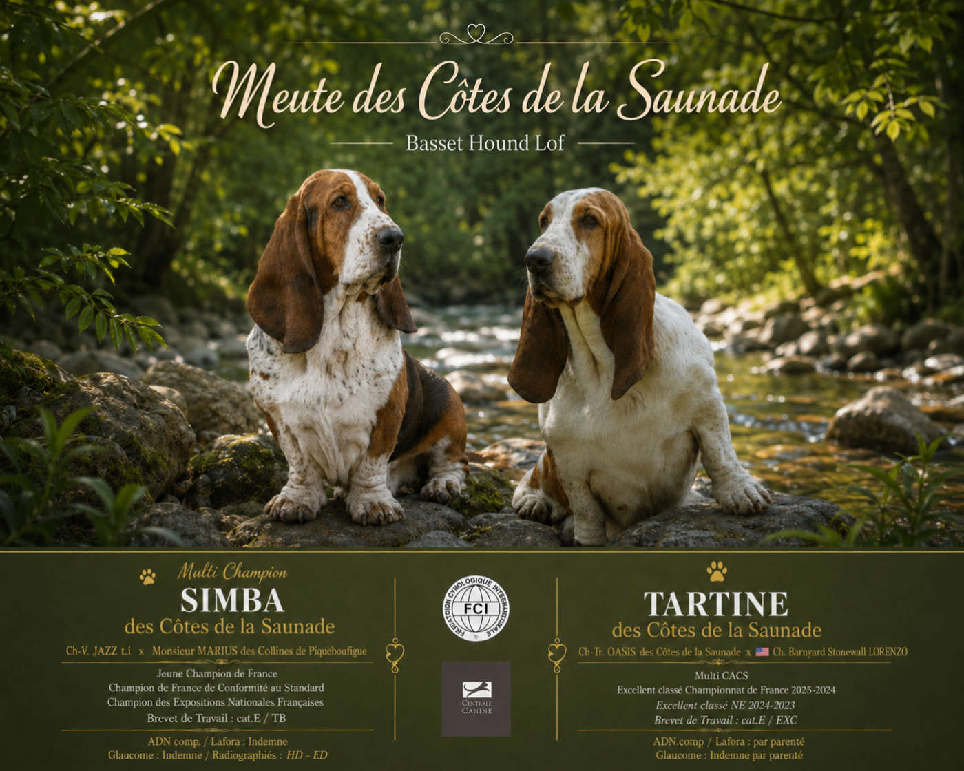 Chiot Basset Hound des Cotes de la Saunade