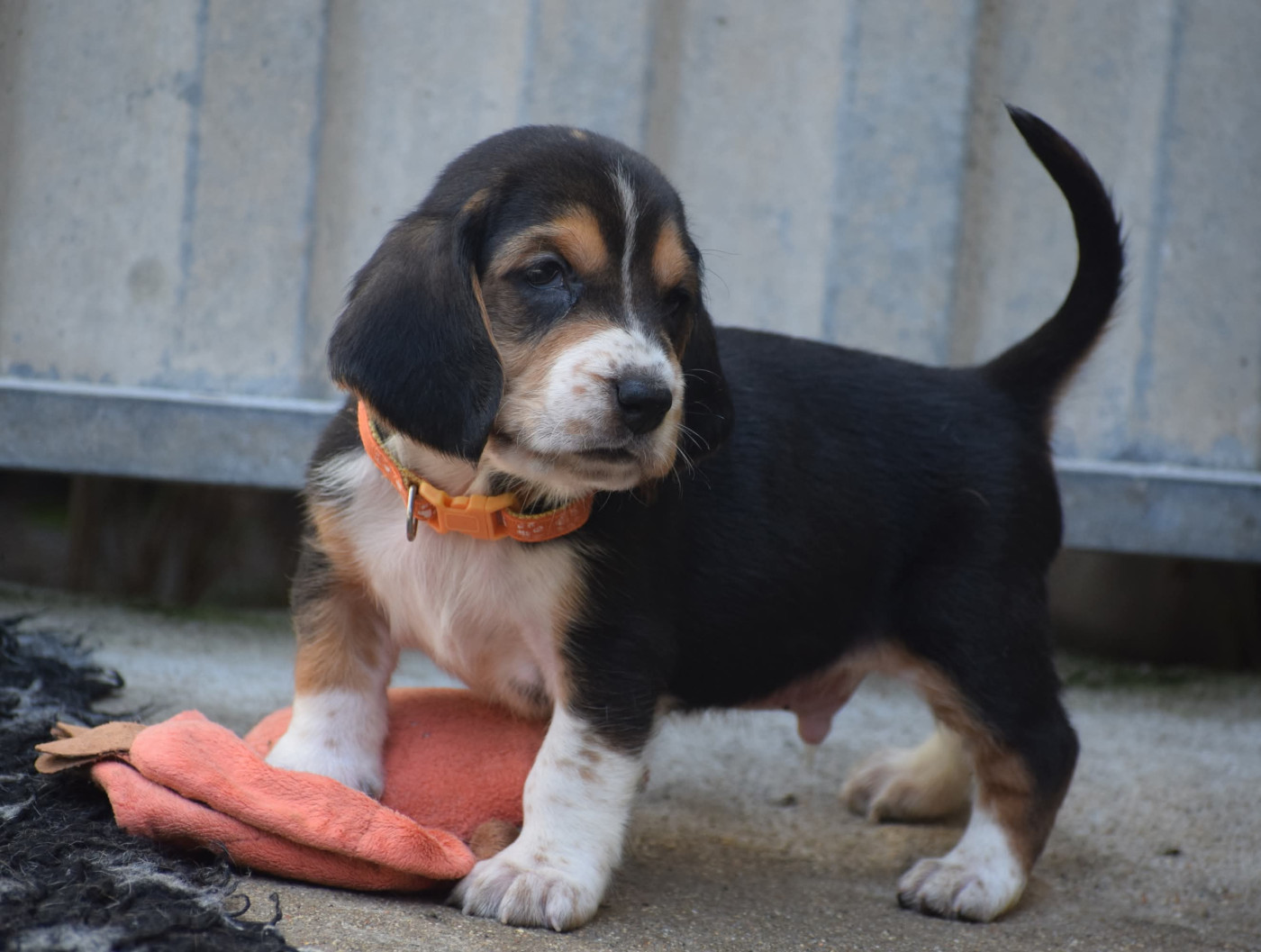 des Cotes de la Saunade - Chiots disponibles - Basset Hound