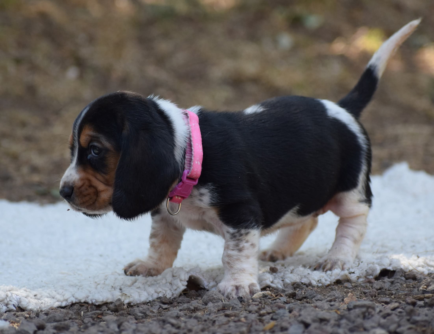 des Cotes de la Saunade - Chiots disponibles - Basset Hound