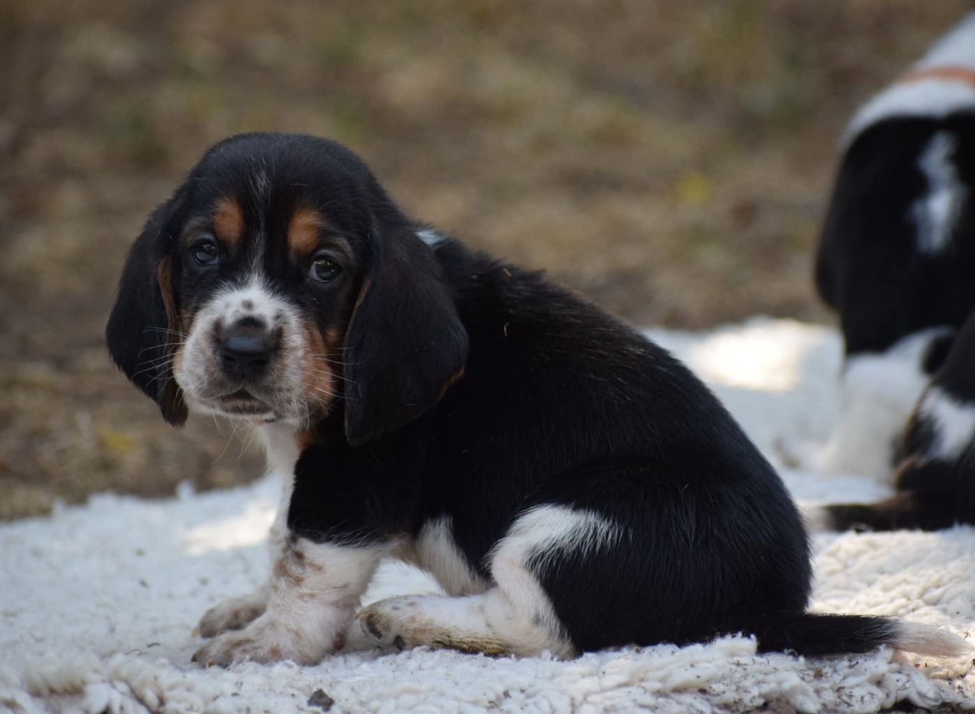 des Cotes de la Saunade - Chiots disponibles - Basset Hound