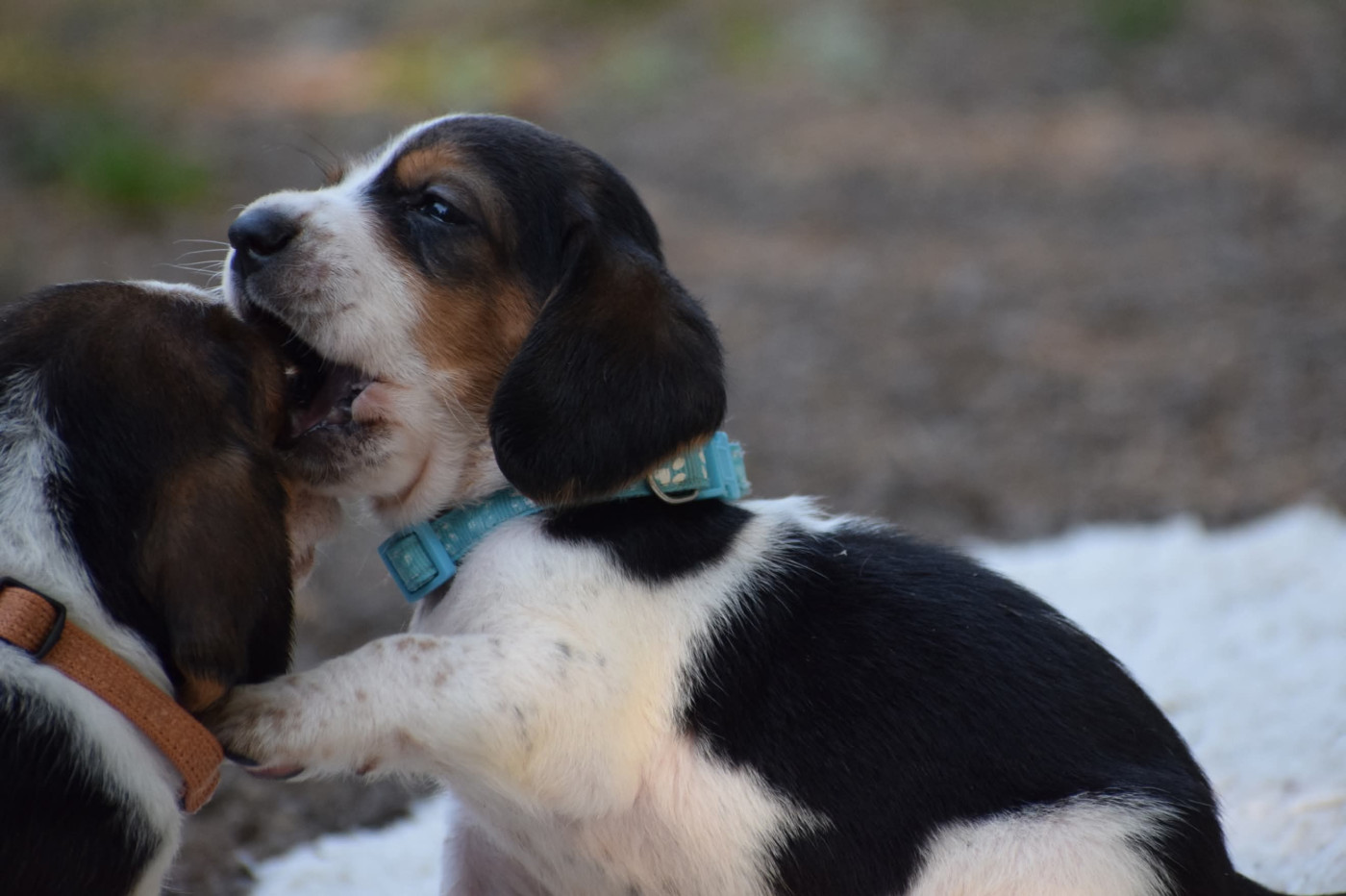 des Cotes de la Saunade - Chiots disponibles - Basset Hound
