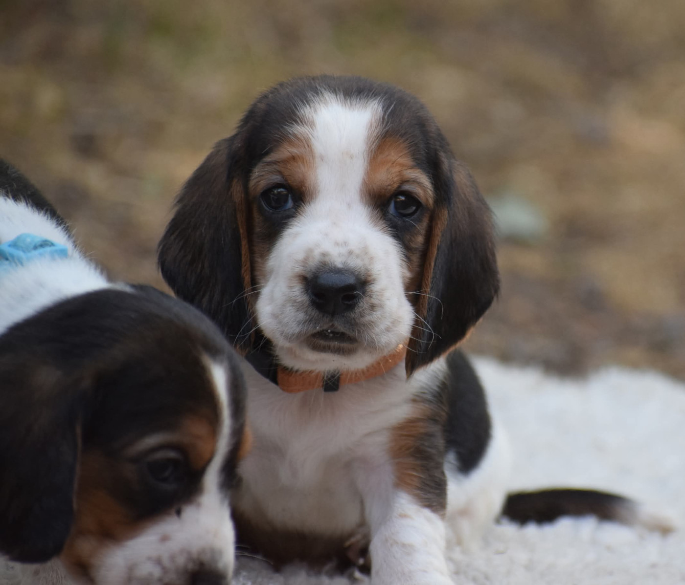 des Cotes de la Saunade - Chiots disponibles - Basset Hound
