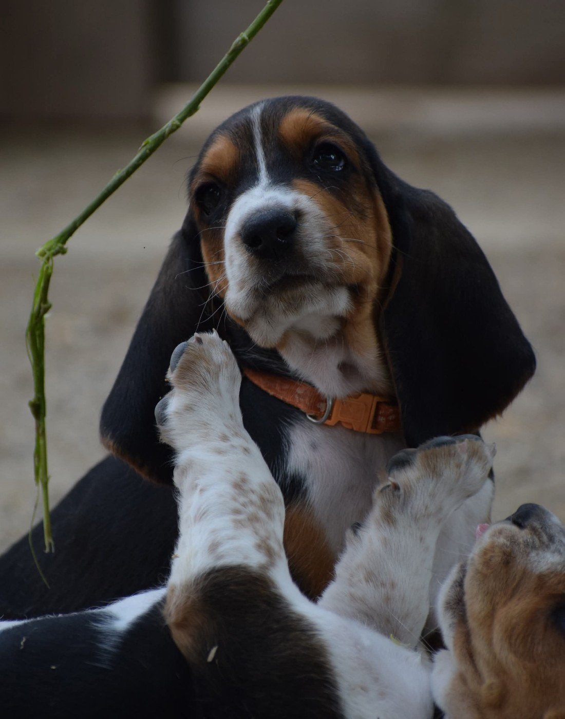 des Cotes de la Saunade - Chiots disponibles - Basset Hound