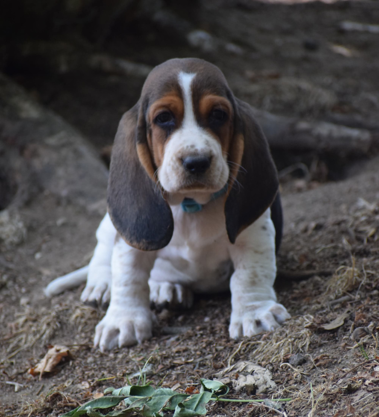 des Cotes de la Saunade - Chiots disponibles - Basset Hound