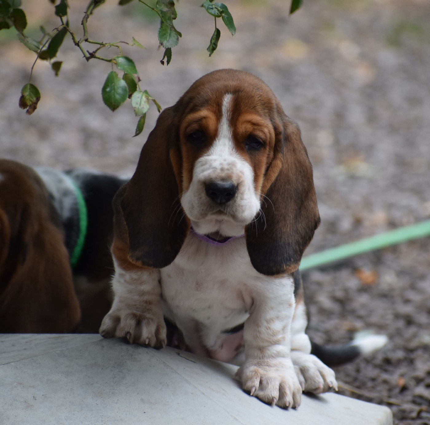 des Cotes de la Saunade - Chiots disponibles - Basset Hound