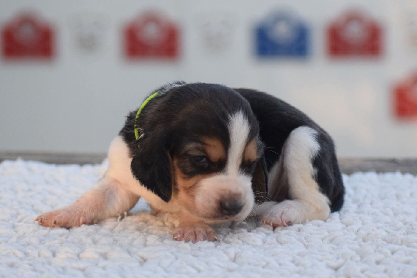 des Cotes de la Saunade - Chiots disponibles - Basset Hound