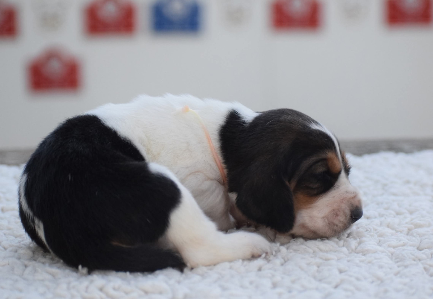 des Cotes de la Saunade - Chiots disponibles - Basset Hound