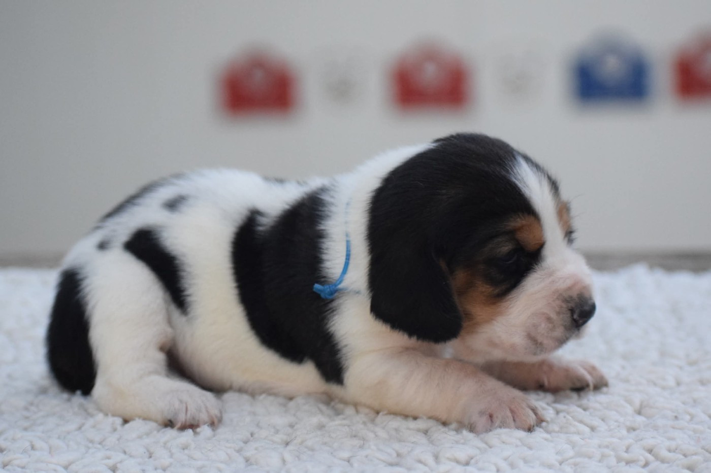 des Cotes de la Saunade - Chiots disponibles - Basset Hound