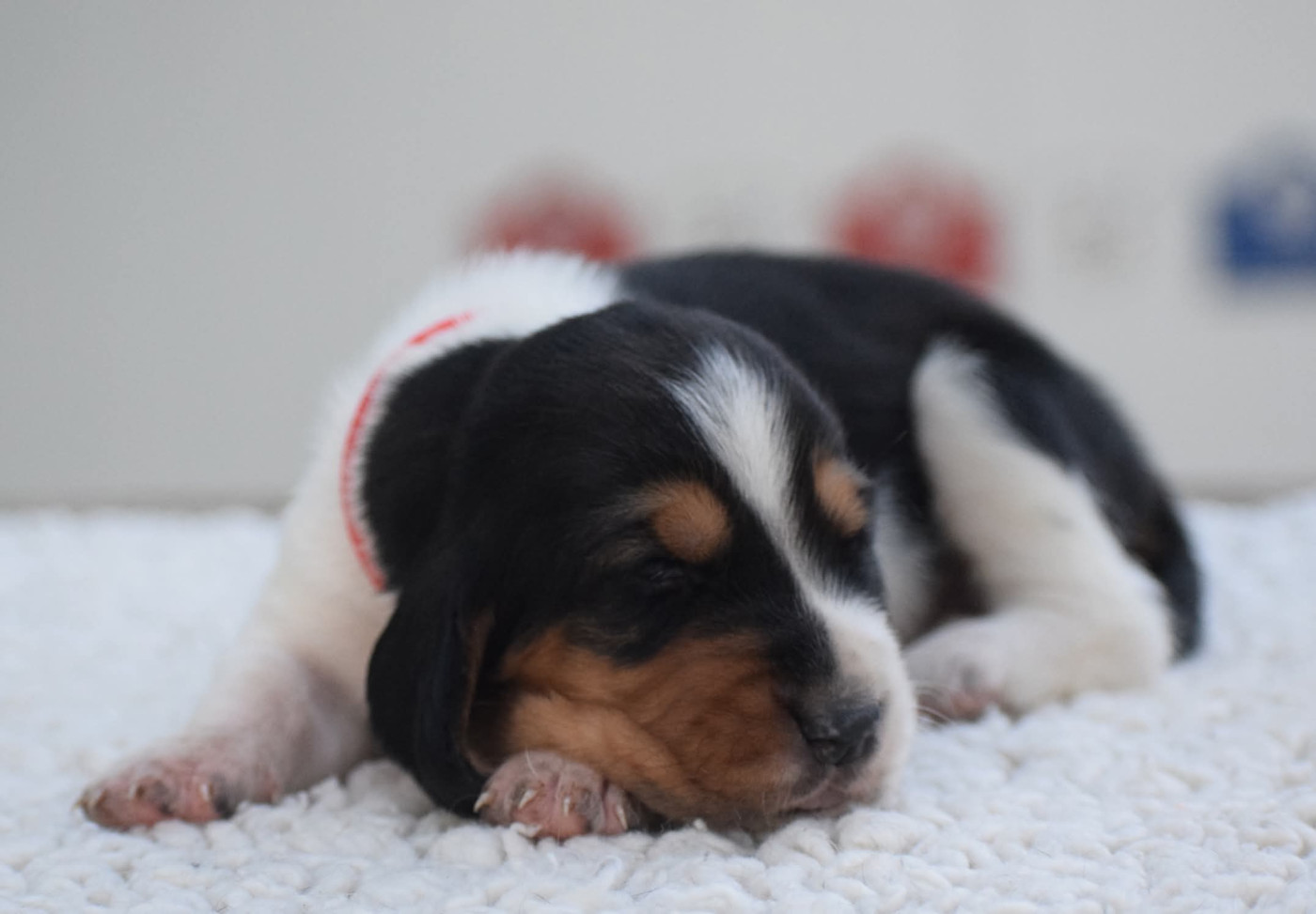 des Cotes de la Saunade - Chiots disponibles - Basset Hound