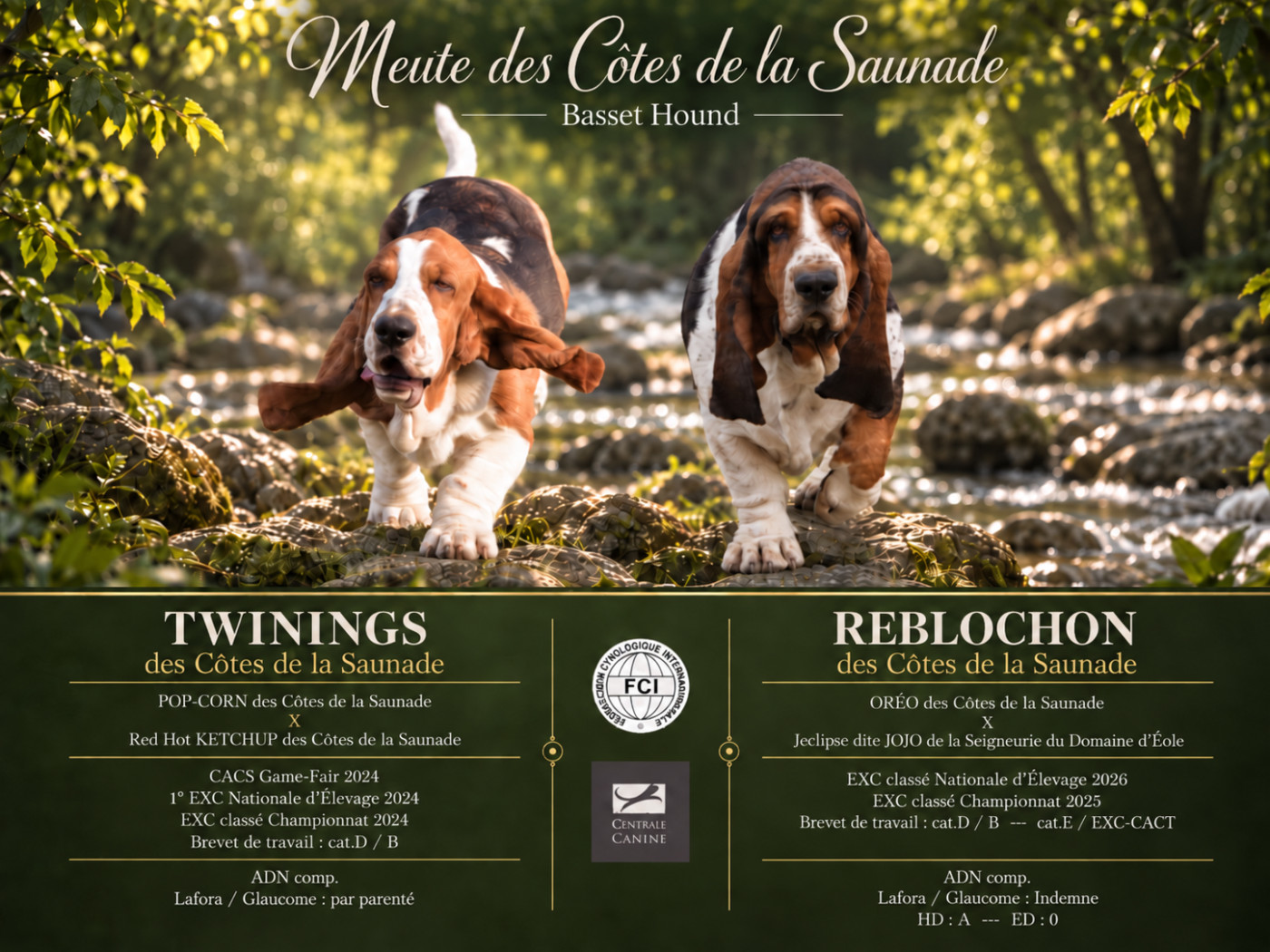 Chiot Basset Hound des Cotes de la Saunade