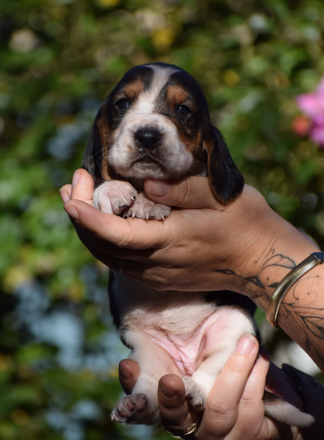 des Cotes de la Saunade - Chiots disponibles - Basset Hound