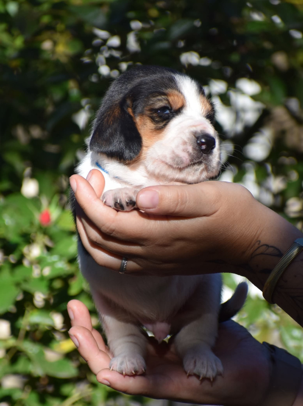 des Cotes de la Saunade - Chiots disponibles - Basset Hound
