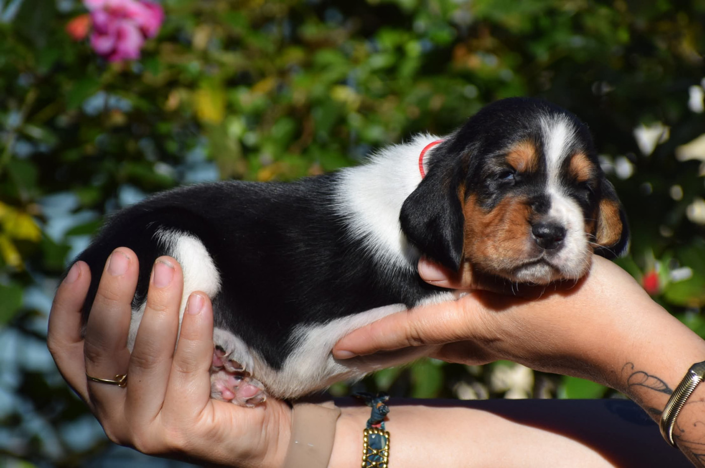 des Cotes de la Saunade - Chiots disponibles - Basset Hound