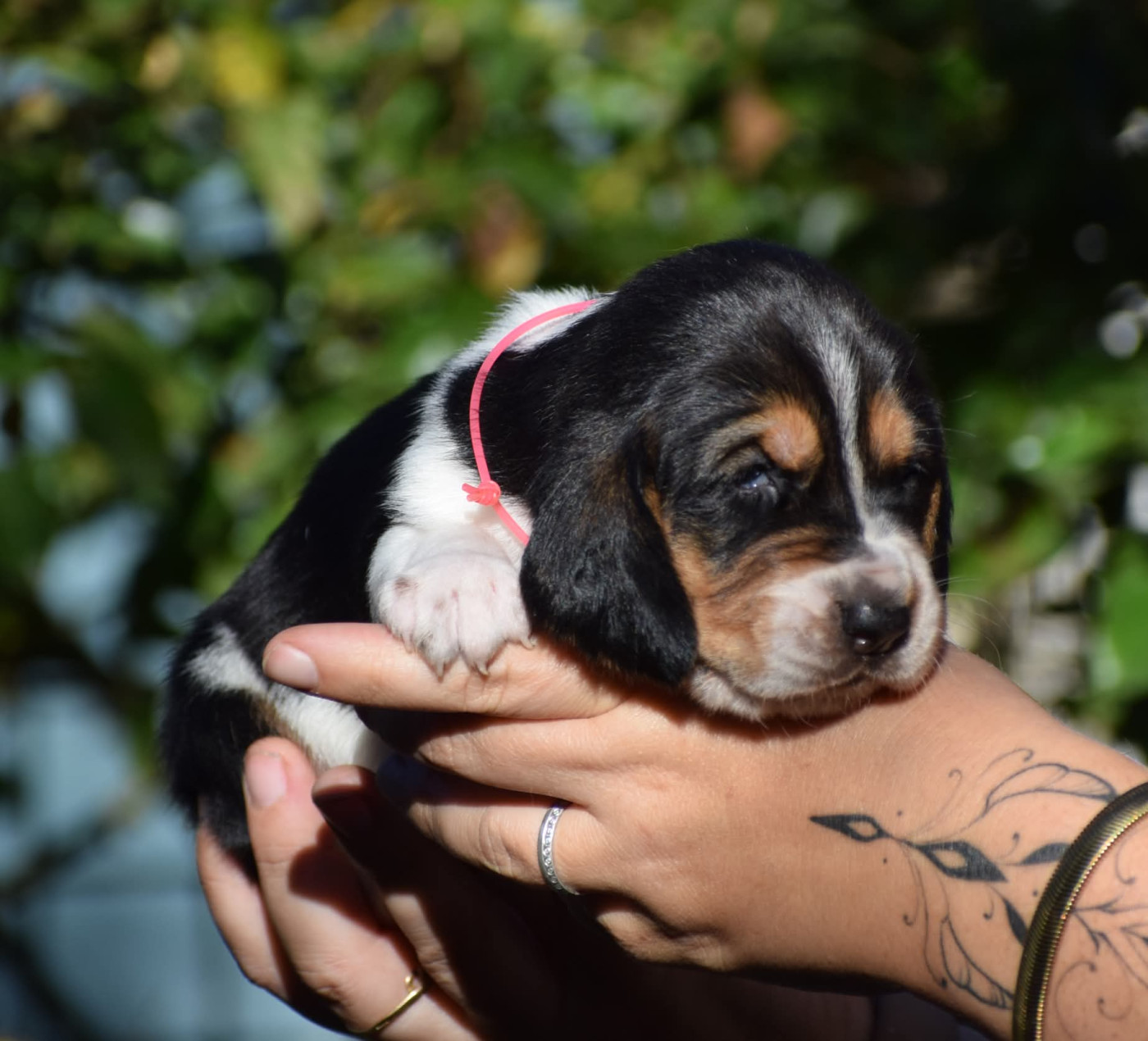 des Cotes de la Saunade - Chiots disponibles - Basset Hound