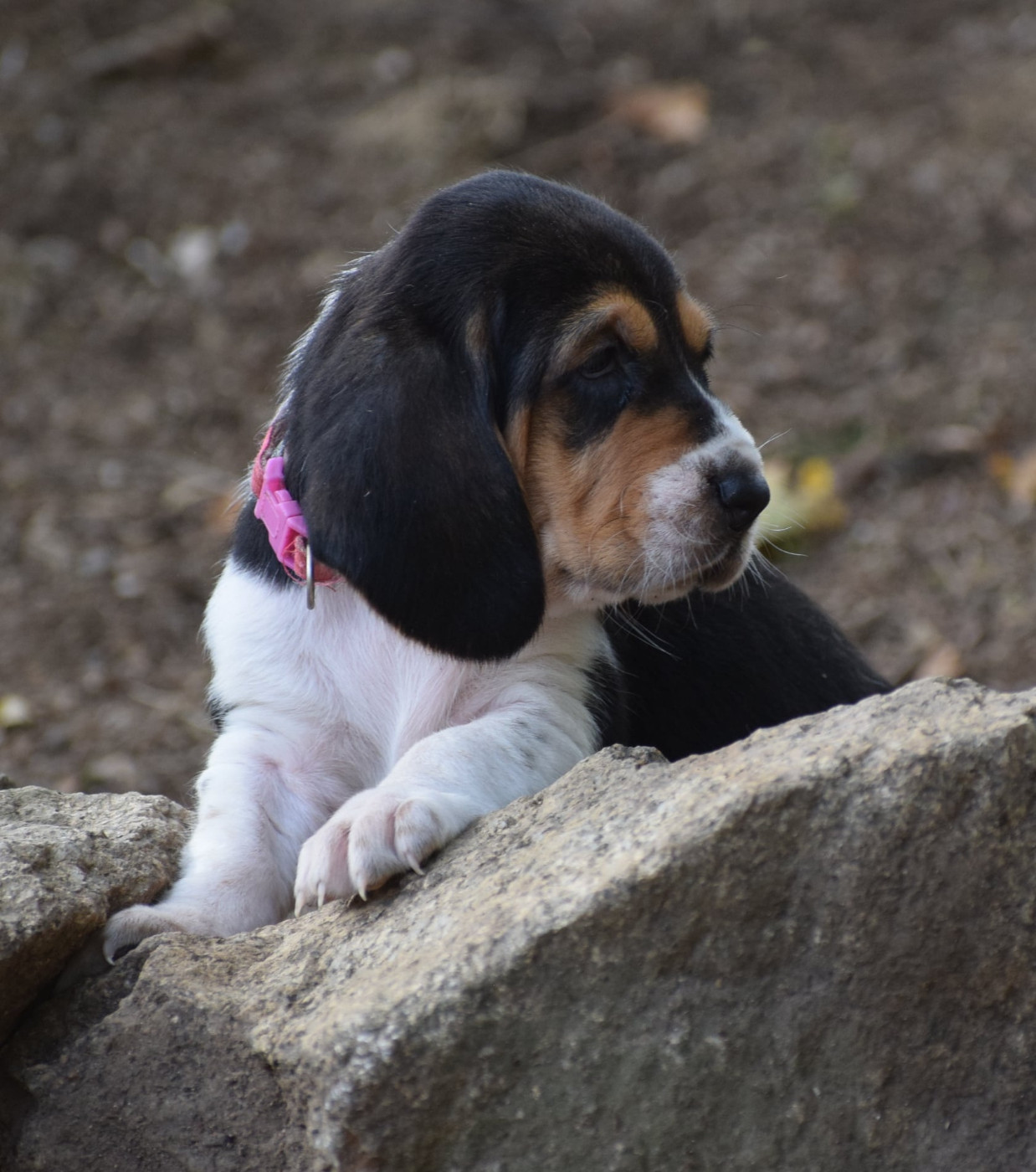 des Cotes de la Saunade - Chiots disponibles - Basset Hound