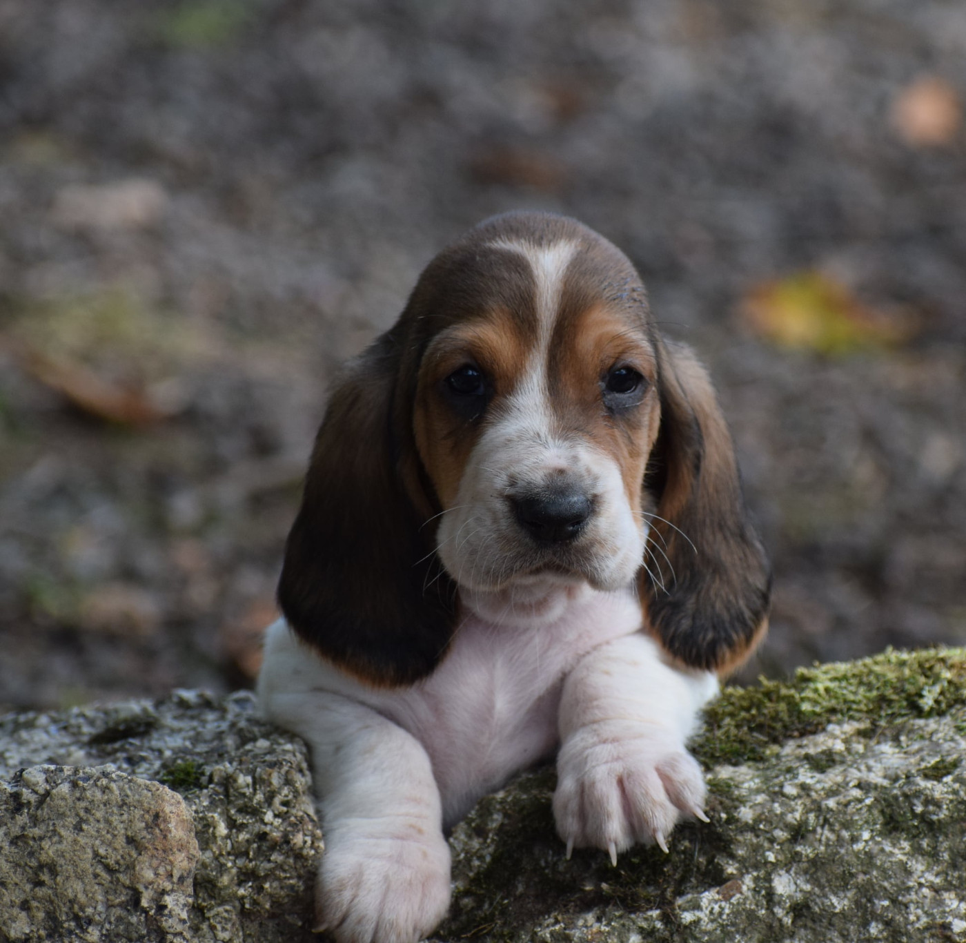 des Cotes de la Saunade - Chiots disponibles - Basset Hound