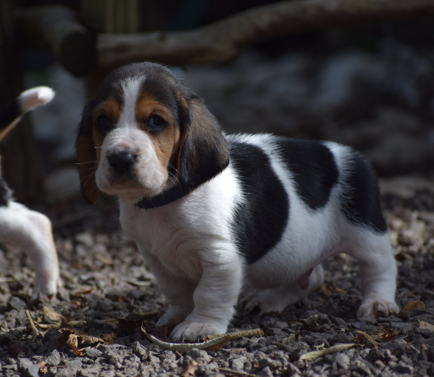 des Cotes de la Saunade - Chiots disponibles - Basset Hound