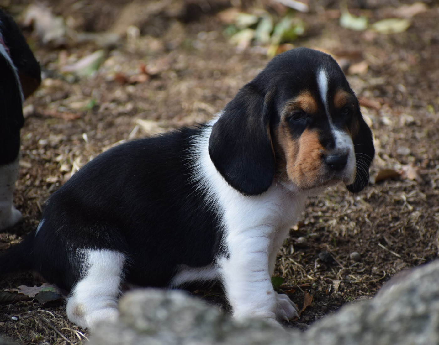 des Cotes de la Saunade - Chiots disponibles - Basset Hound