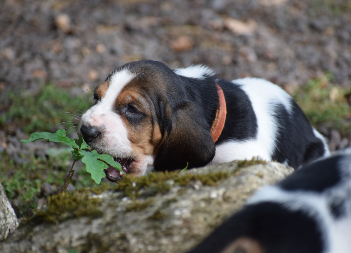 des Cotes de la Saunade - Chiots disponibles - Basset Hound