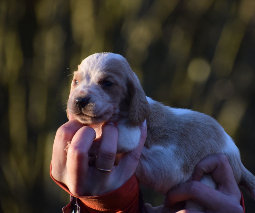 des Cotes de la Saunade - Chiots disponibles - Basset Hound