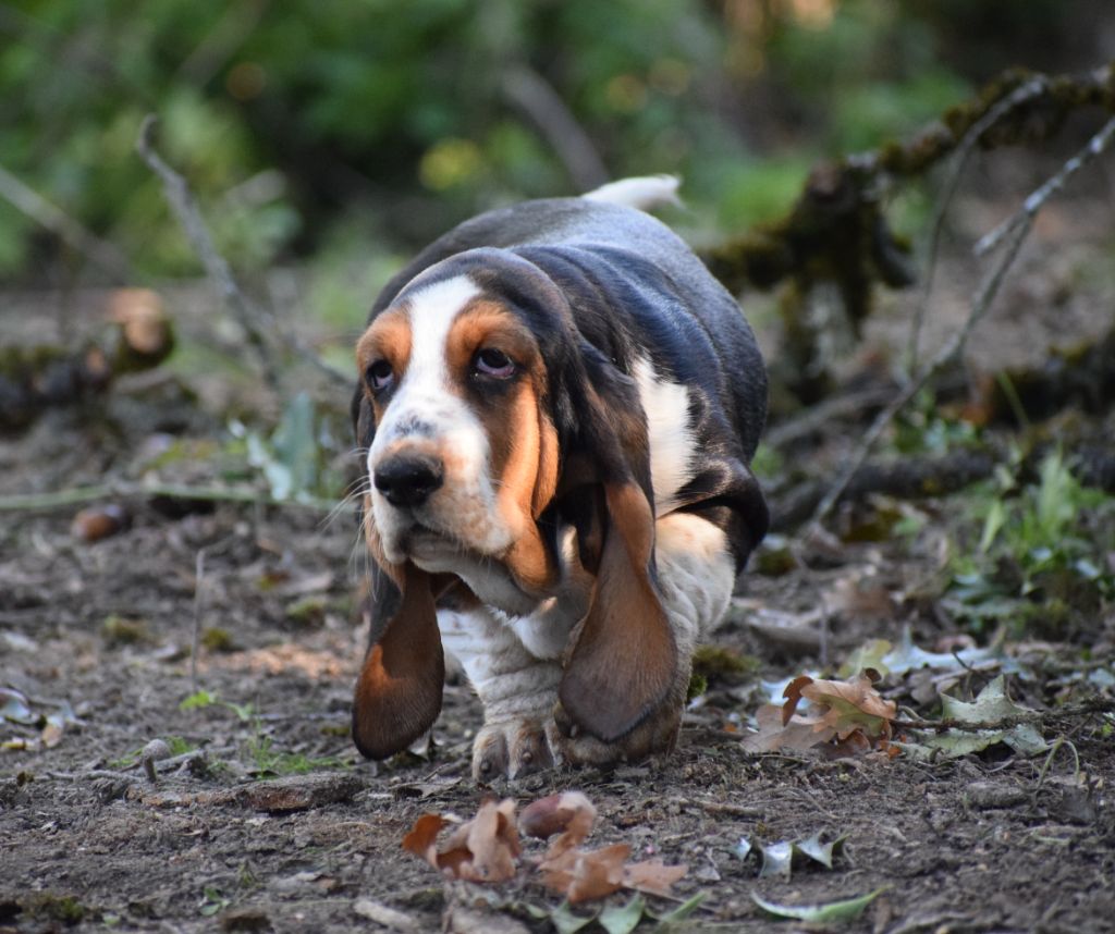 des Cotes de la Saunade - Chiots disponibles - Basset Hound