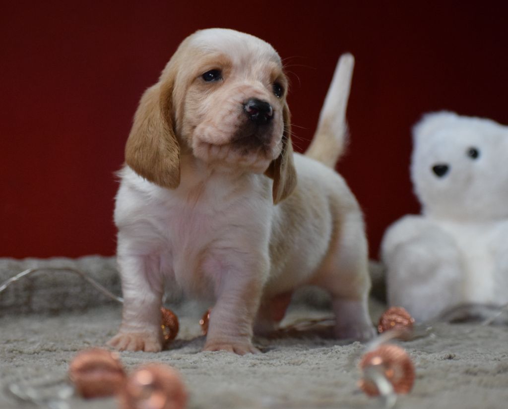 des Cotes de la Saunade - Chiots disponibles - Basset Hound