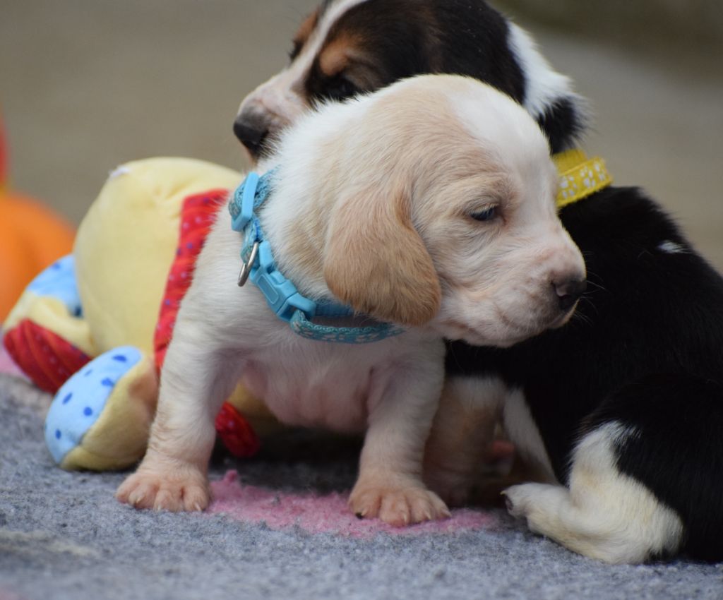 des Cotes de la Saunade - Chiots disponibles - Basset Hound