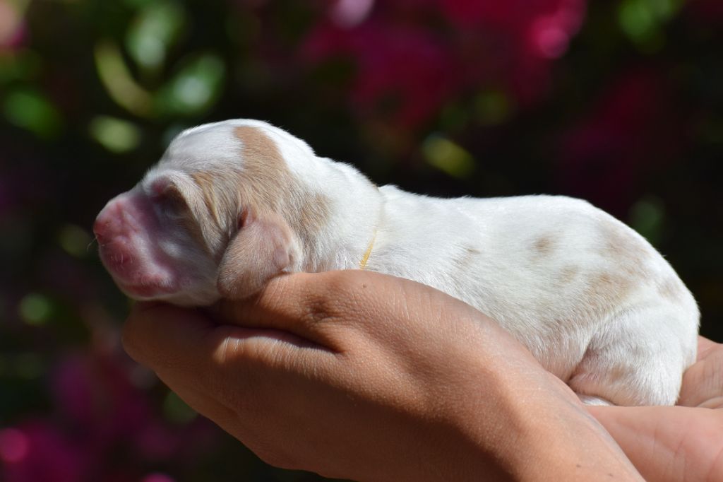 des Cotes de la Saunade - Chiots disponibles - Basset Hound