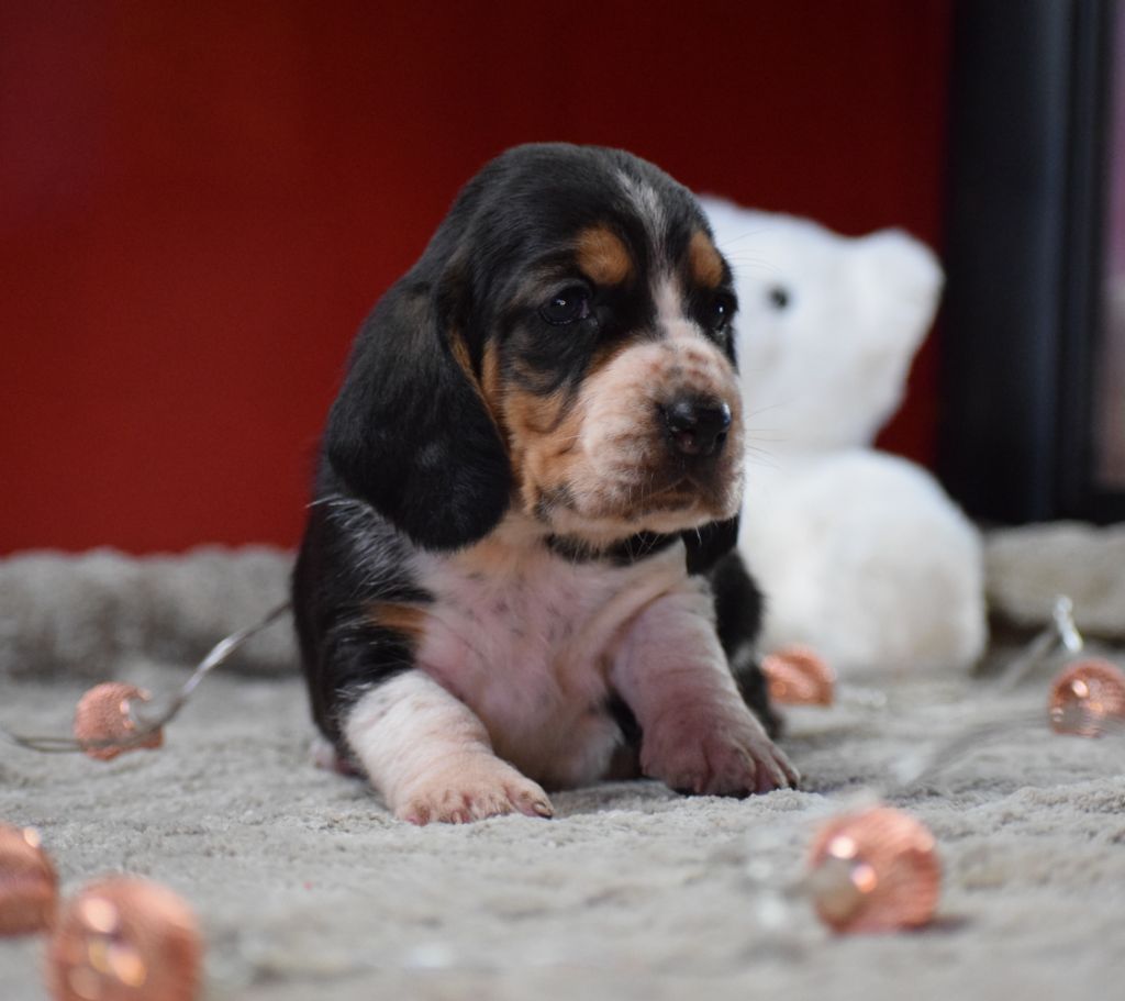 des Cotes de la Saunade - Chiots disponibles - Basset Hound