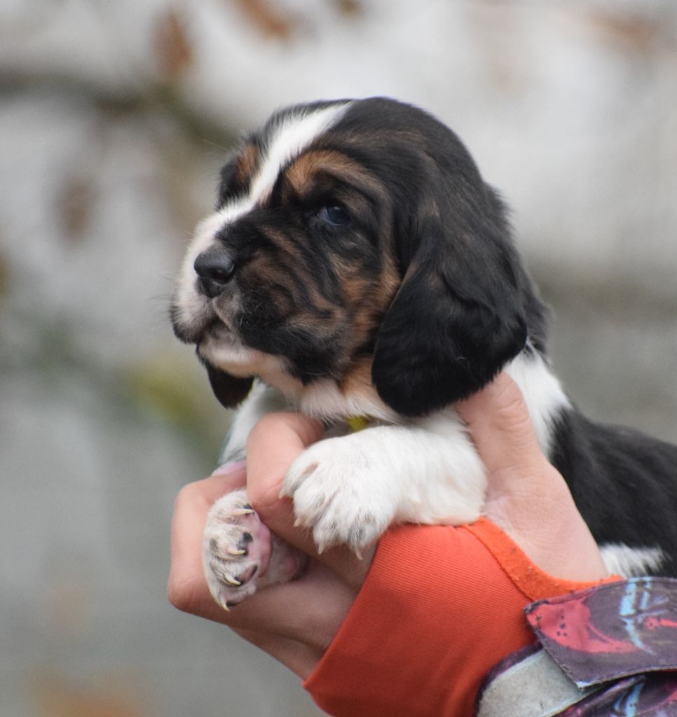 des Cotes de la Saunade - Chiots disponibles - Basset Hound