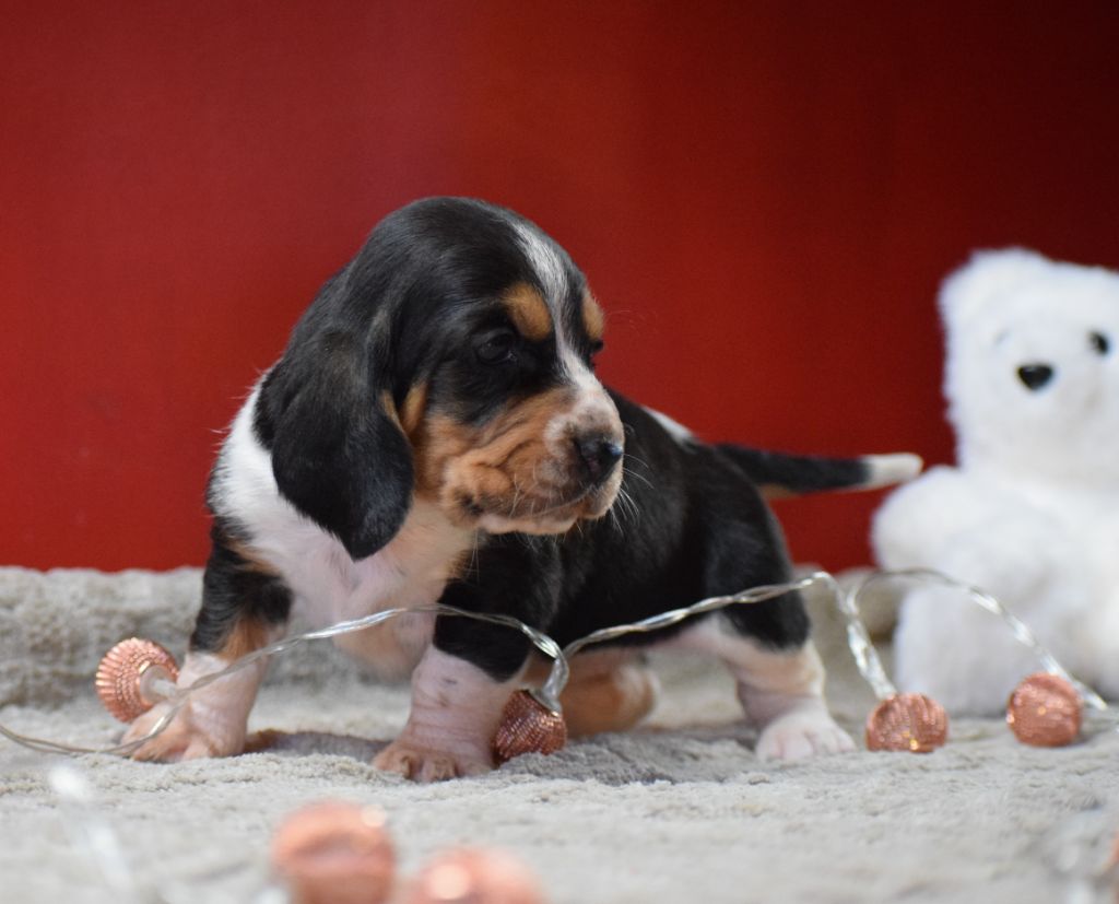 des Cotes de la Saunade - Chiots disponibles - Basset Hound