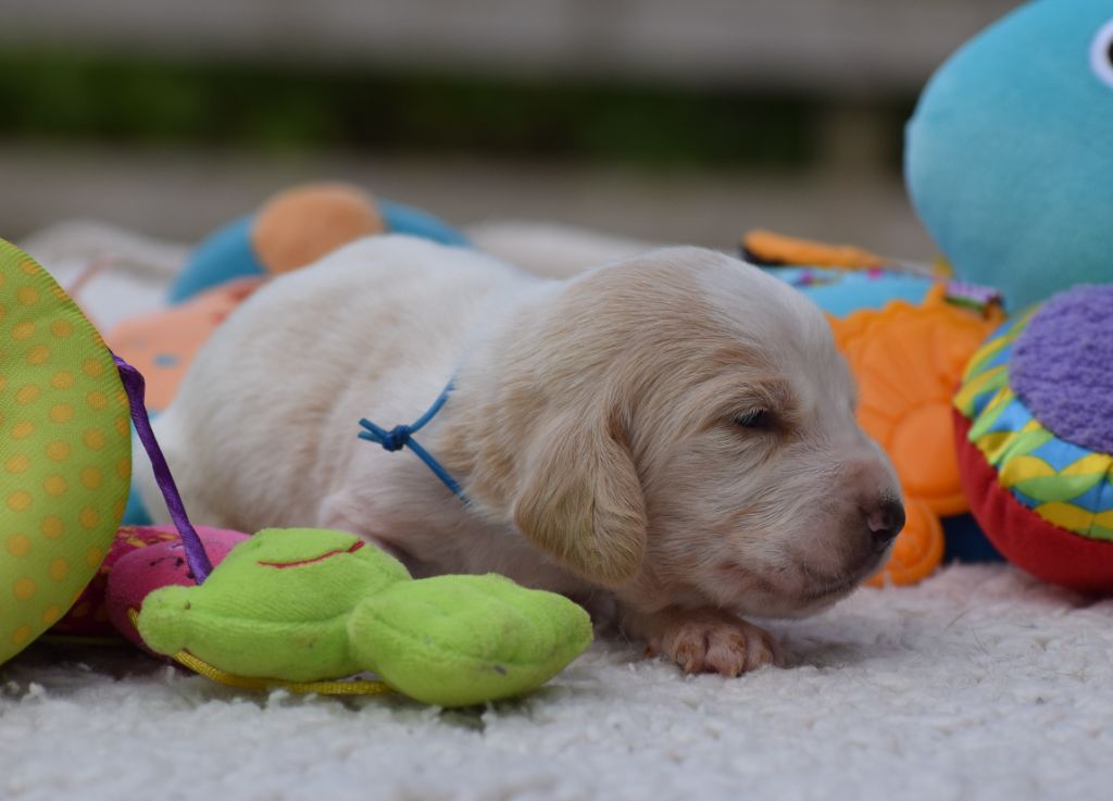 des Cotes de la Saunade - Chiots disponibles - Basset Hound