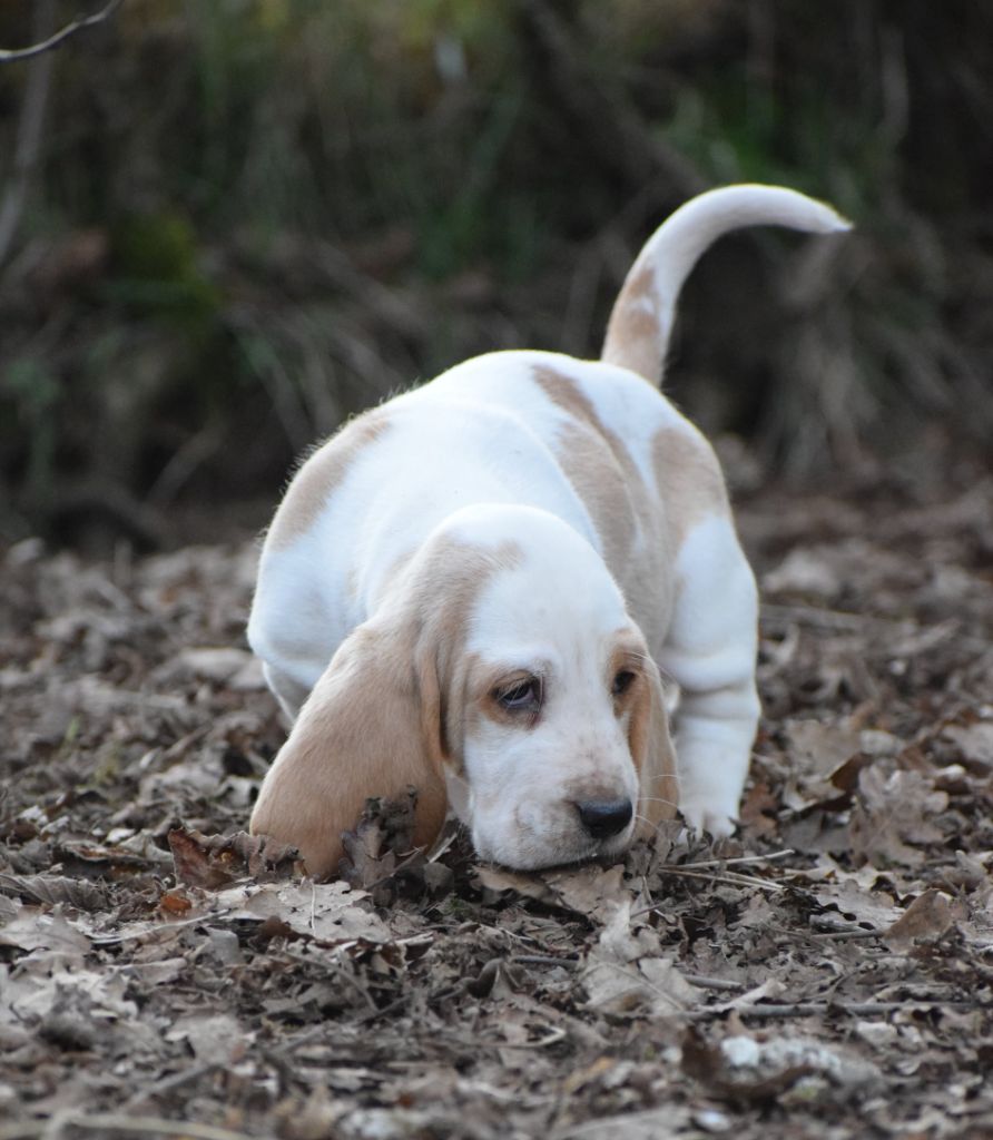 des Cotes de la Saunade - Chiots disponibles - Basset Hound