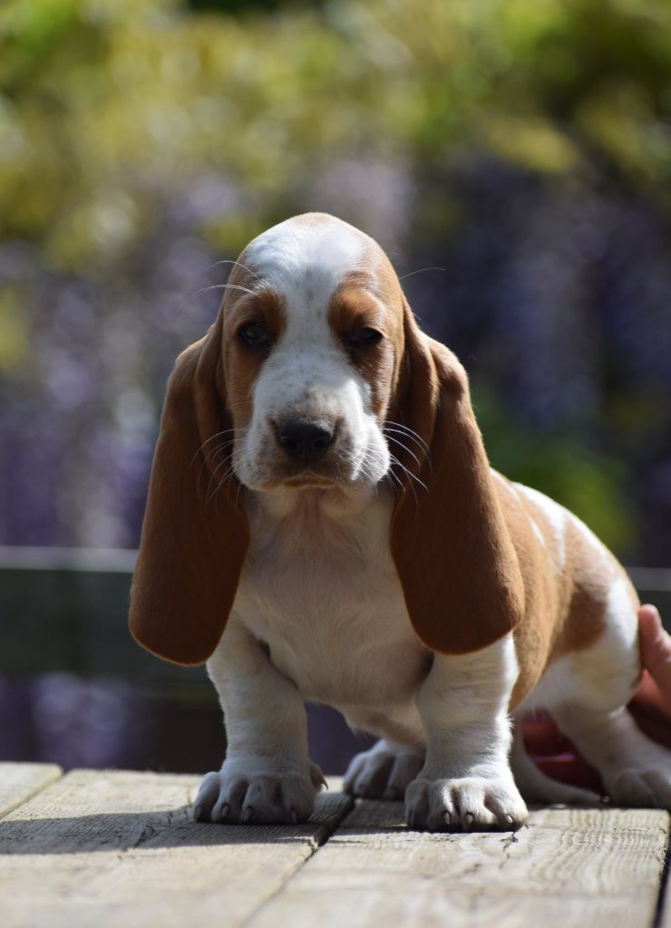 des Cotes de la Saunade - Basset Hound - Portée née le 22/03/2025