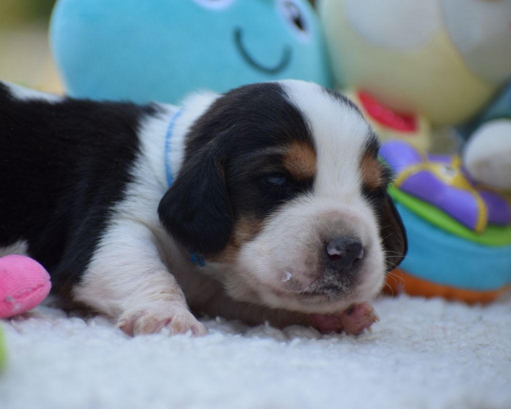des Cotes de la Saunade - Chiots disponibles - Basset Hound