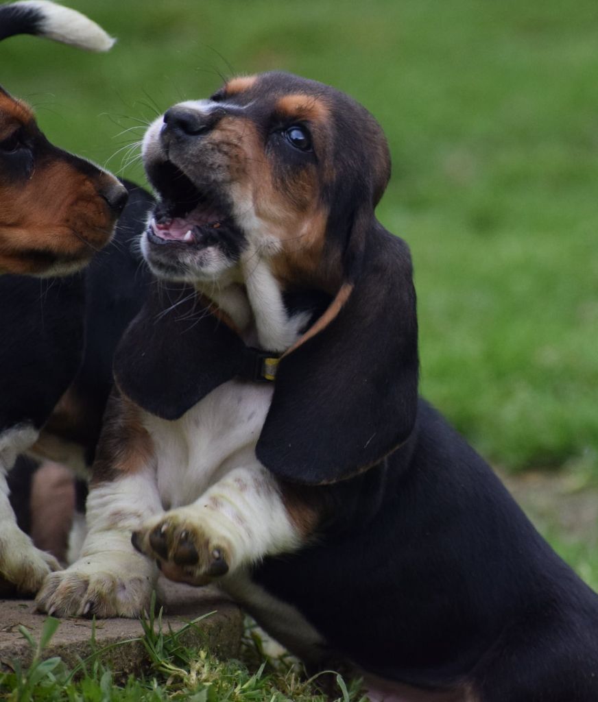 des Cotes de la Saunade - Chiots disponibles - Basset Hound