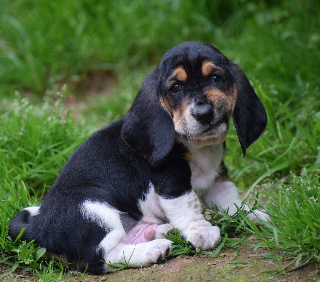 des Cotes de la Saunade - Chiots disponibles - Basset Hound