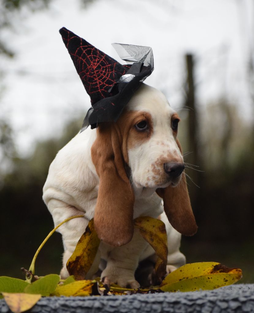 des Cotes de la Saunade - Chiots disponibles - Basset Hound